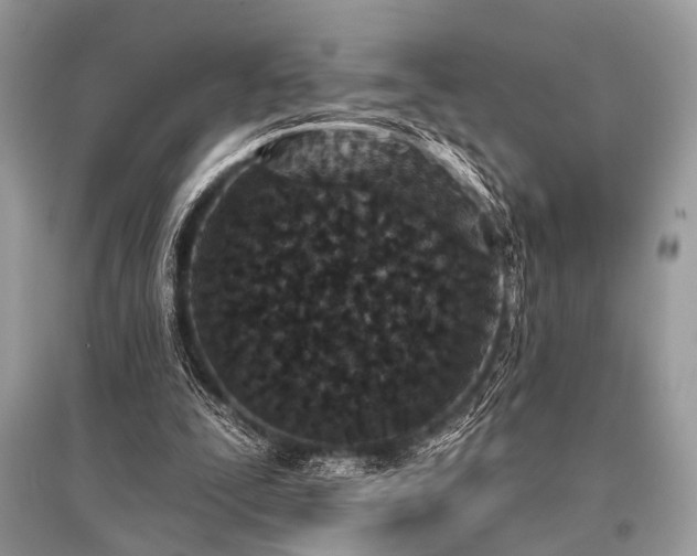 X0000096130295200801251024