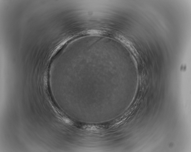 X0000096130297200801251024