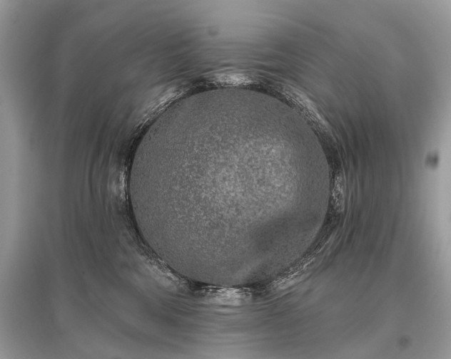 X0000096130330200801251023