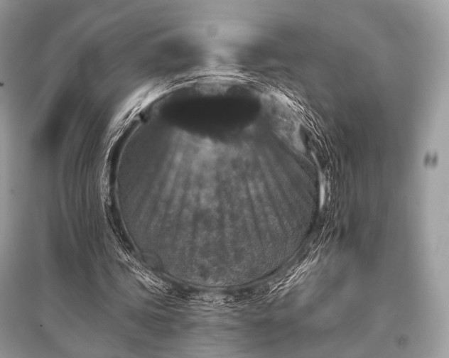 X0000096130339200801251022