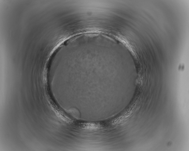 X0000096130347200801251022