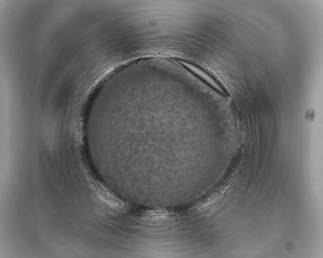 X0000096130351200801251022