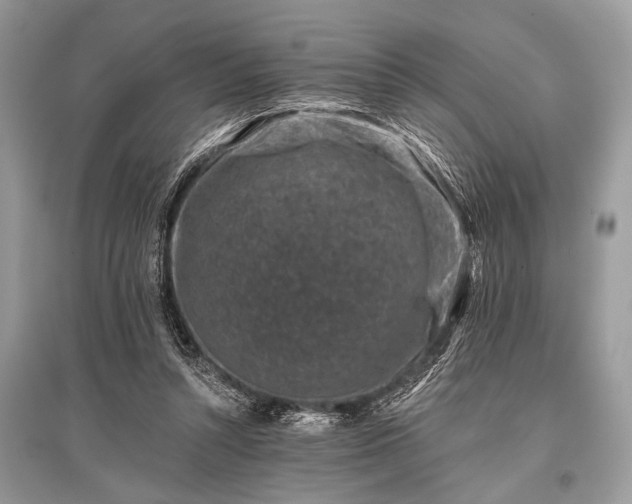 X0000096130352200801251022
