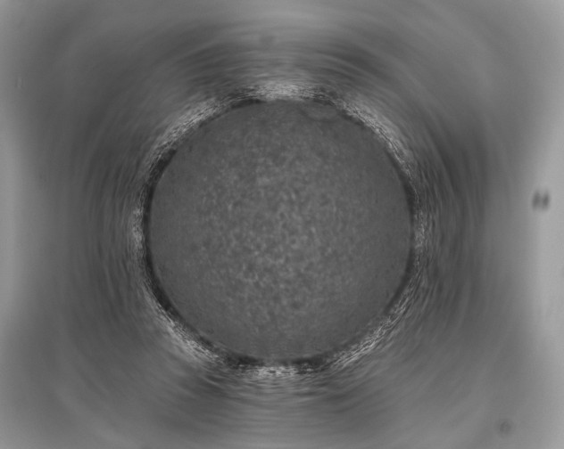X0000096130353200801251022