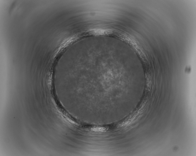 X0000096130357200801251022