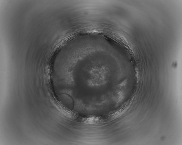 X0000096130366200801251023