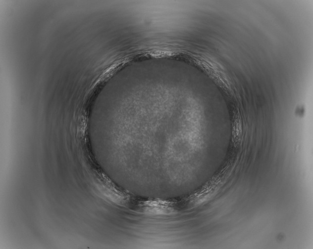 X0000096130367200801251023