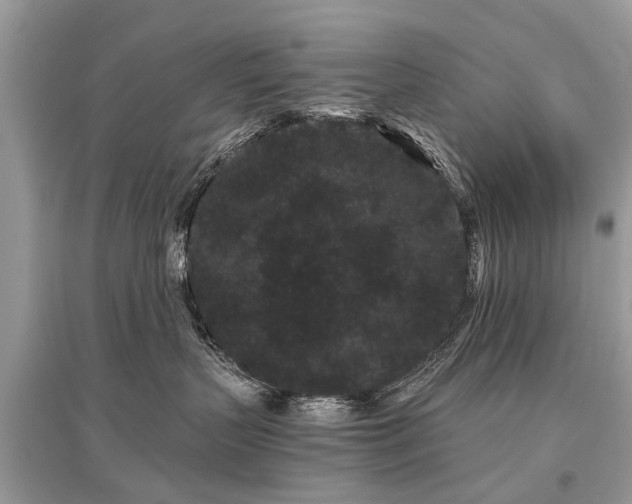 X0000096130383200801251023