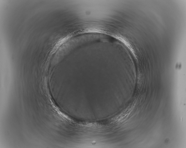 X0000096130385200801251022