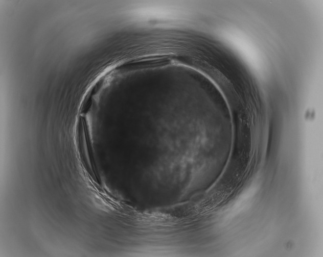X0000096130387200801251022