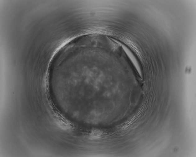 X0000096130388200801251022