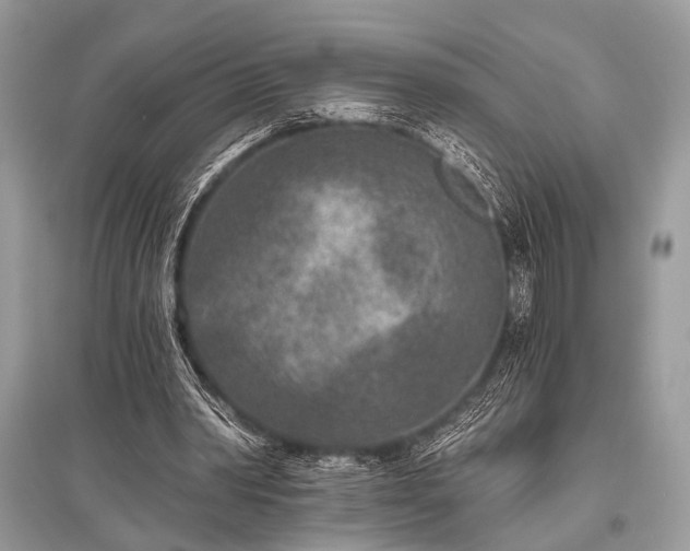 X0000096130390200801251022
