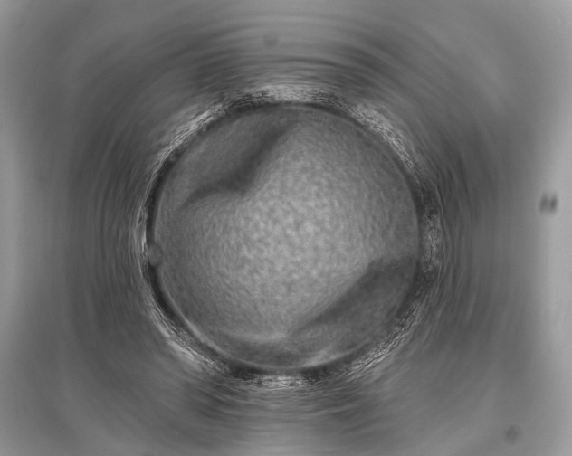 X0000096130398200801251022