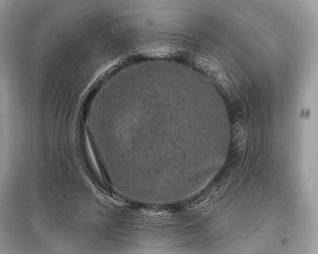 X0000096130400200801251022
