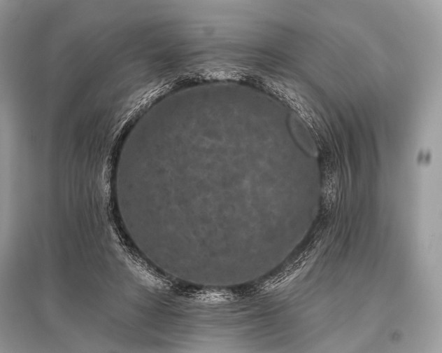 X0000096130402200801251022