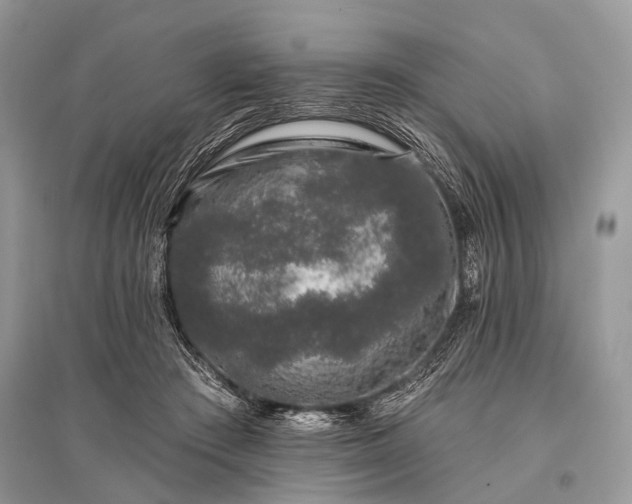 X0000096130409200801251022