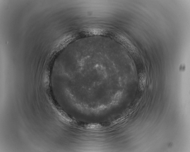 X0000096130410200801251022