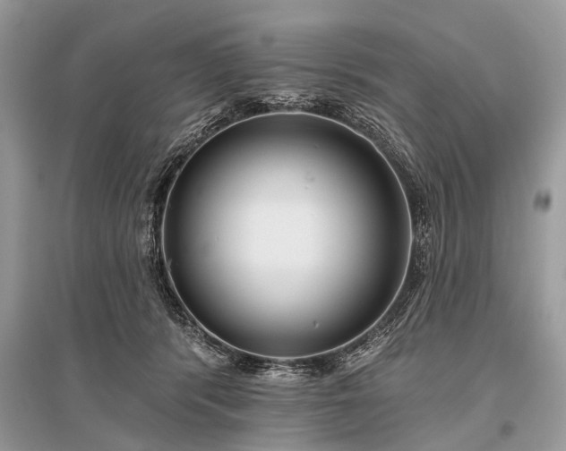 X0000096130416200801251022