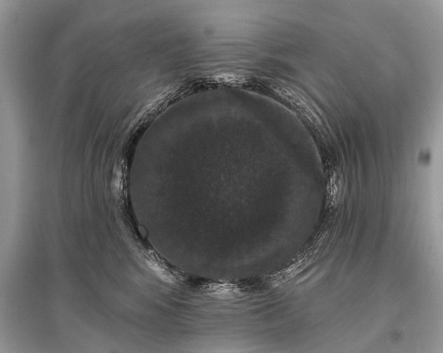 X0000096130424200801251021