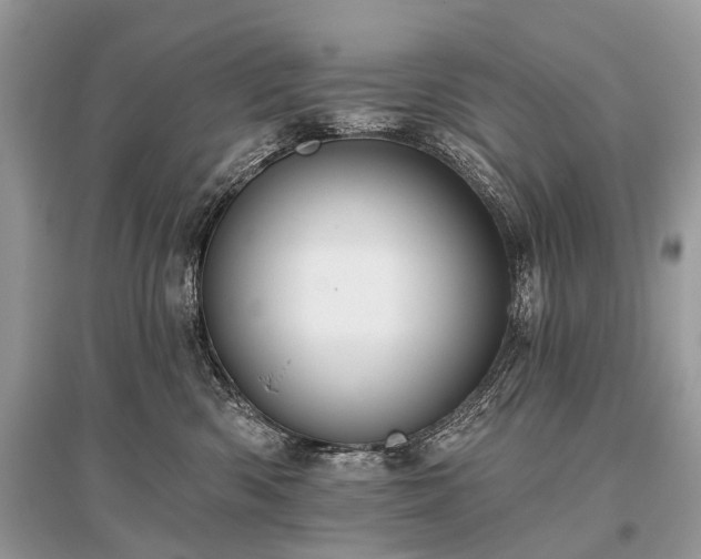 X0000096130426200801251021