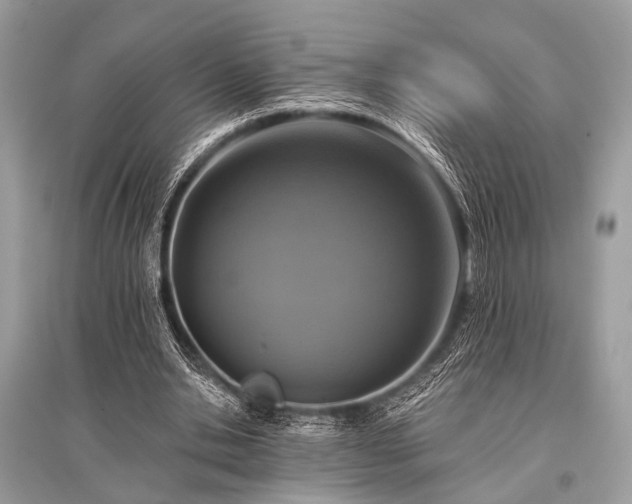 X0000096130438200801251020