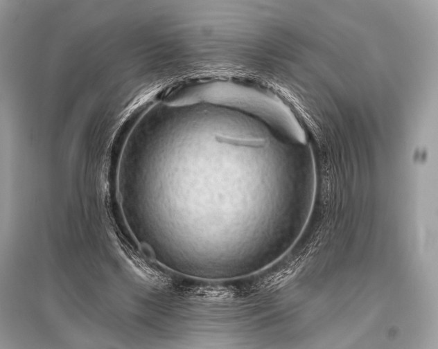 X0000096130443200801251021
