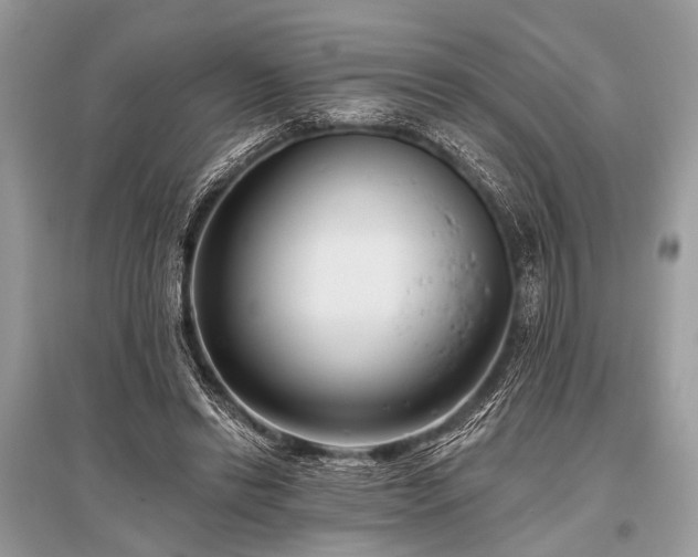 X0000096130446200801251021