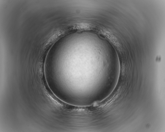 X0000096130449200801251021