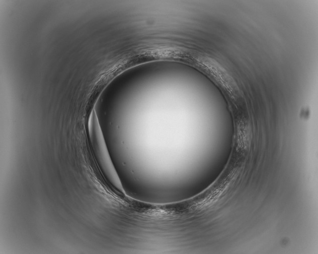 X0000096130453200801251021