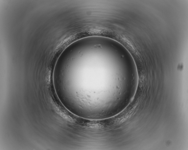 X0000096130454200801251021