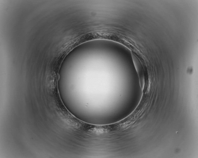 X0000096130464200801251021