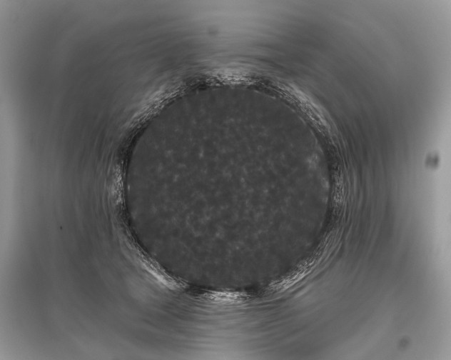 X0000096130465200801251021