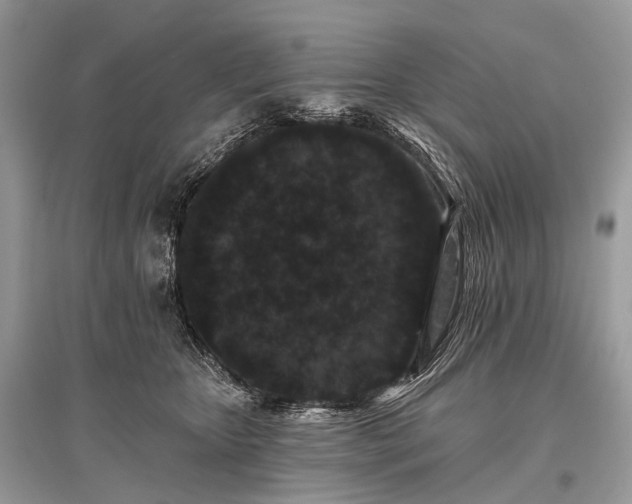 X0000096130467200801251021