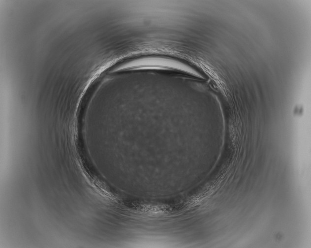 X0000096130488200801251020