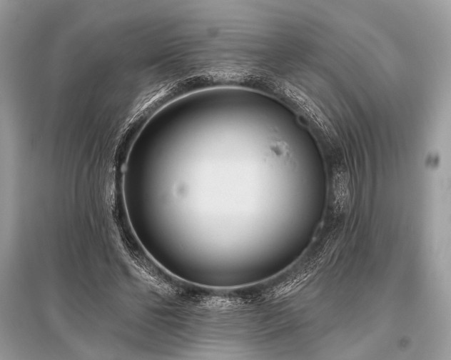 X0000096130494200801251020