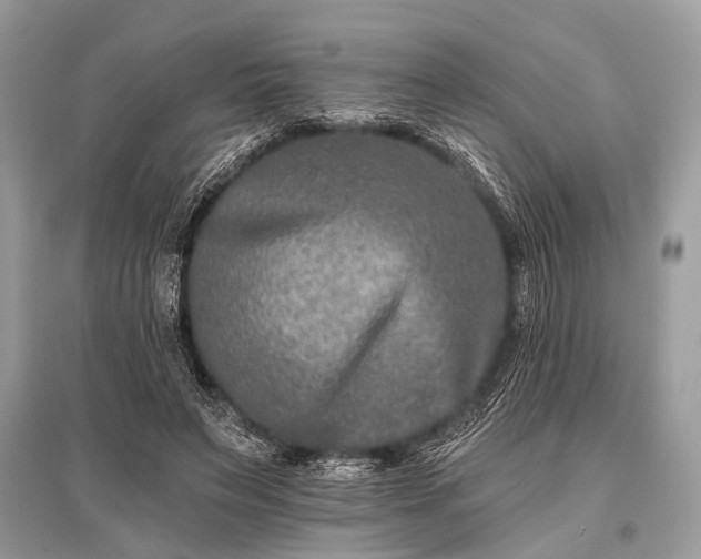X0000096130495200801251020