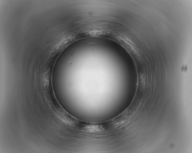 X0000096130499200801251020