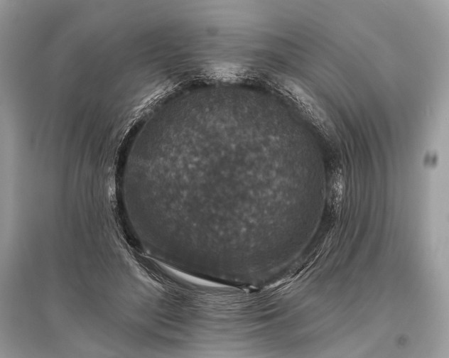 X0000096130500200801251020