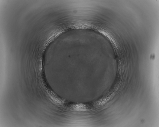 X0000096130501200801251020
