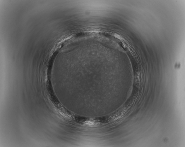 X0000096130504200801251020
