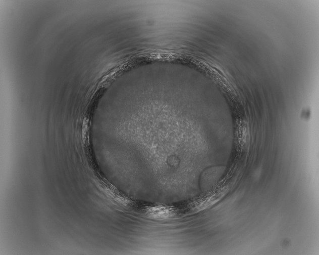 X0000096130511200801251020