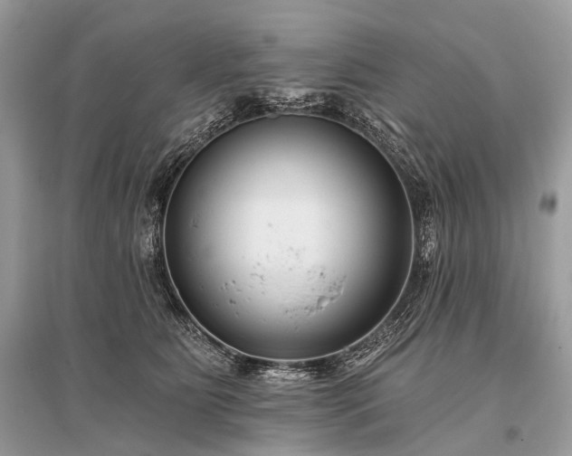 X0000096130515200801251020