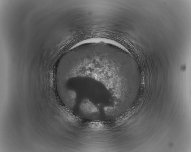 X0000096130519200801251020