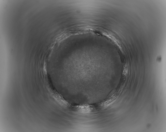 X0000096130524200801251020