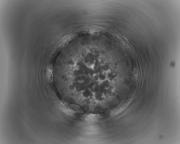 X0000096130527200801251020