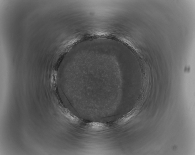 X0000096130528200801251020