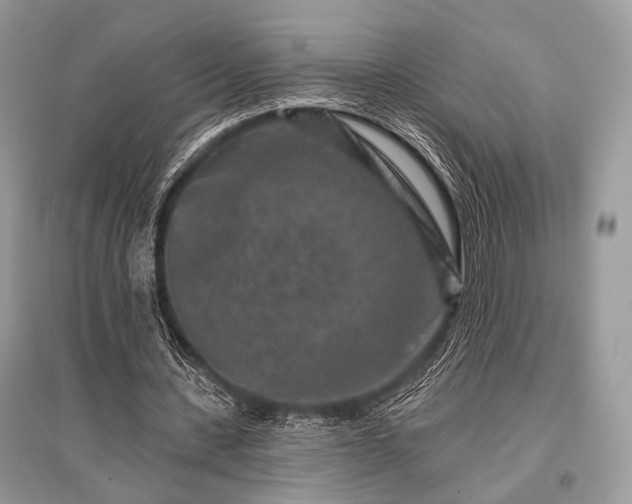 X0000096130531200801251019