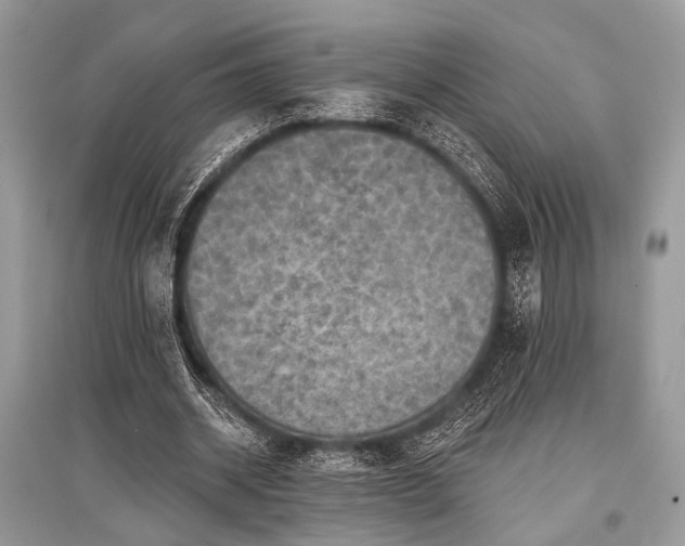 X0000096130534200801251019