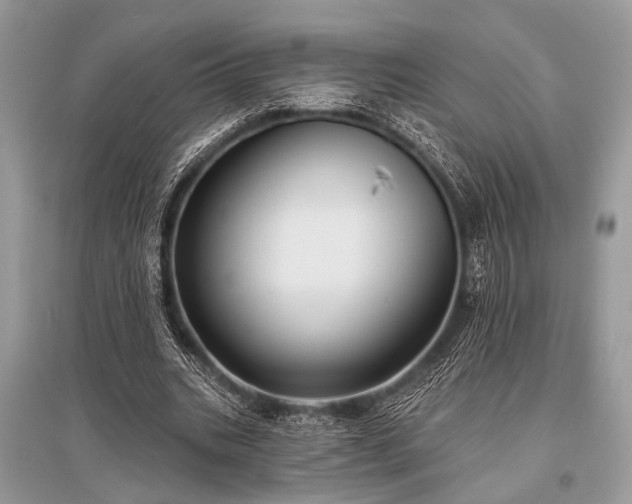 X0000096130535200801251019
