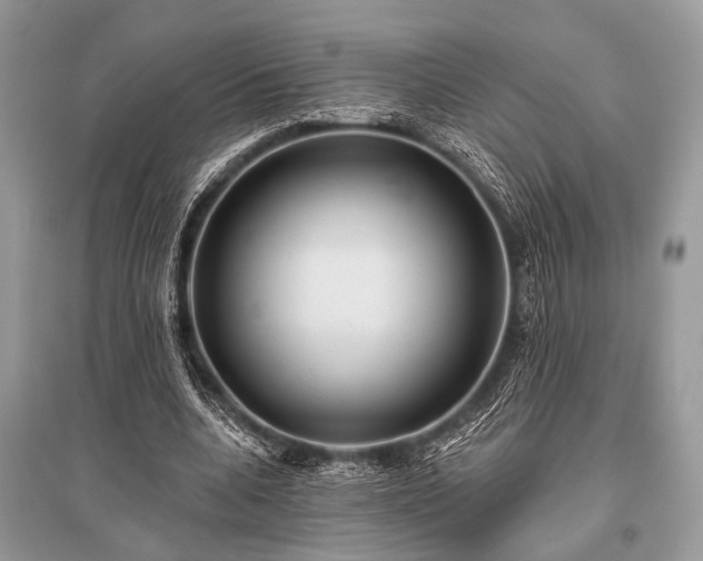 X0000096130536200801251019